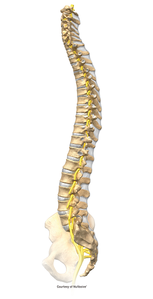 Full Spine Lateral Illustration