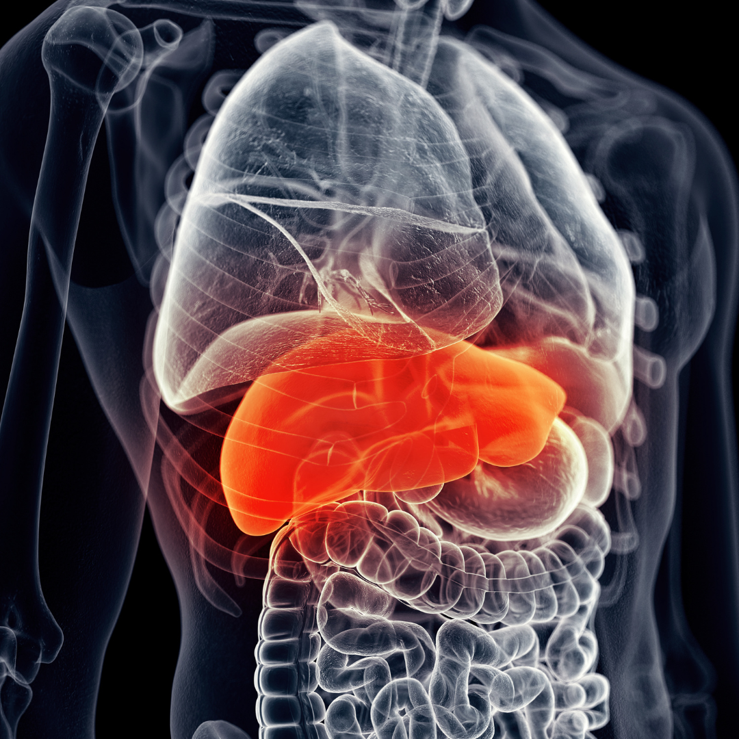 Liver and Pancreas diagram