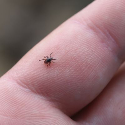 Tick on finger