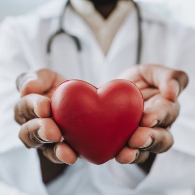A doctor holding a plastic heart in their hands