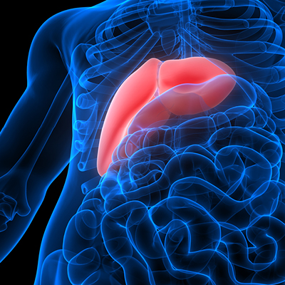 3-d computer model of a liver in the body