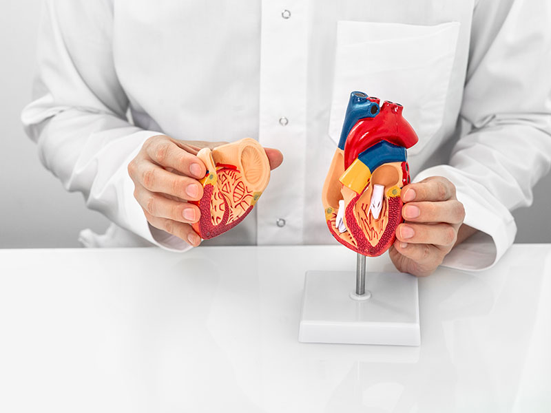 heart model