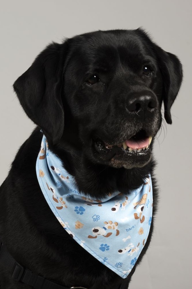 Murphy - WagTime | Summa Health