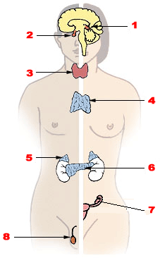 Endocrine System
