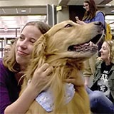 Wag Time therapy dogs